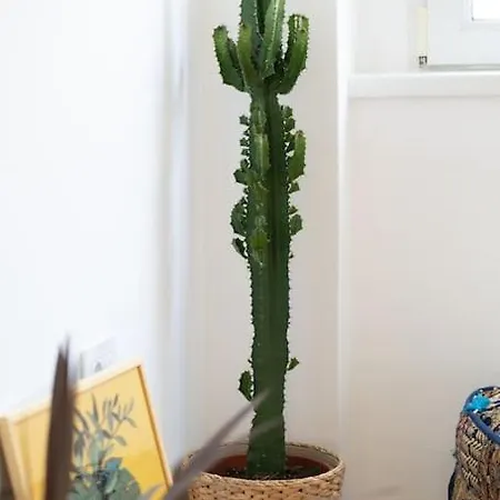 Completely New, Bonbona *